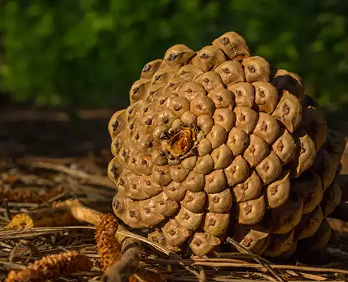 fibonacci-denneappel